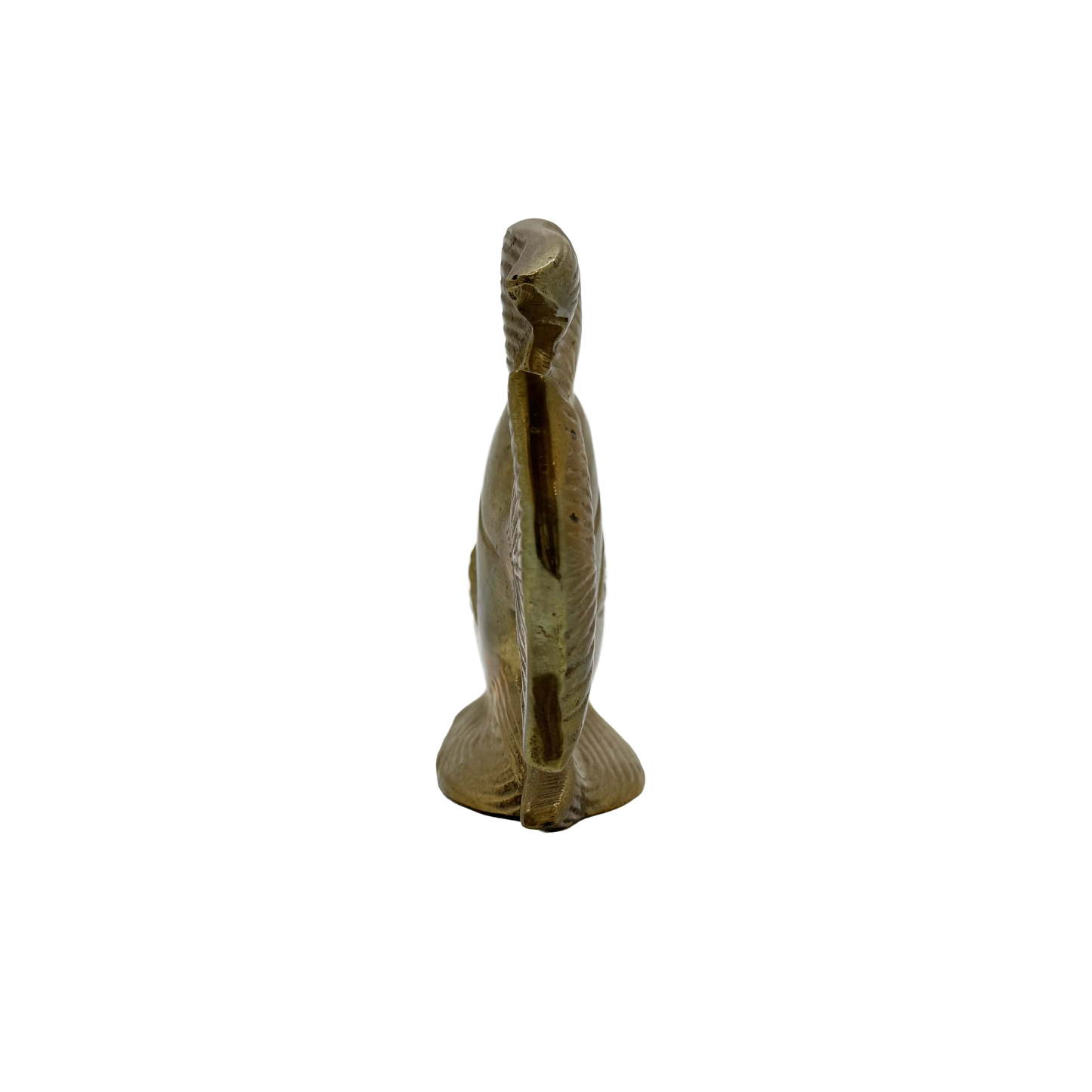 Brass Angelfish - side