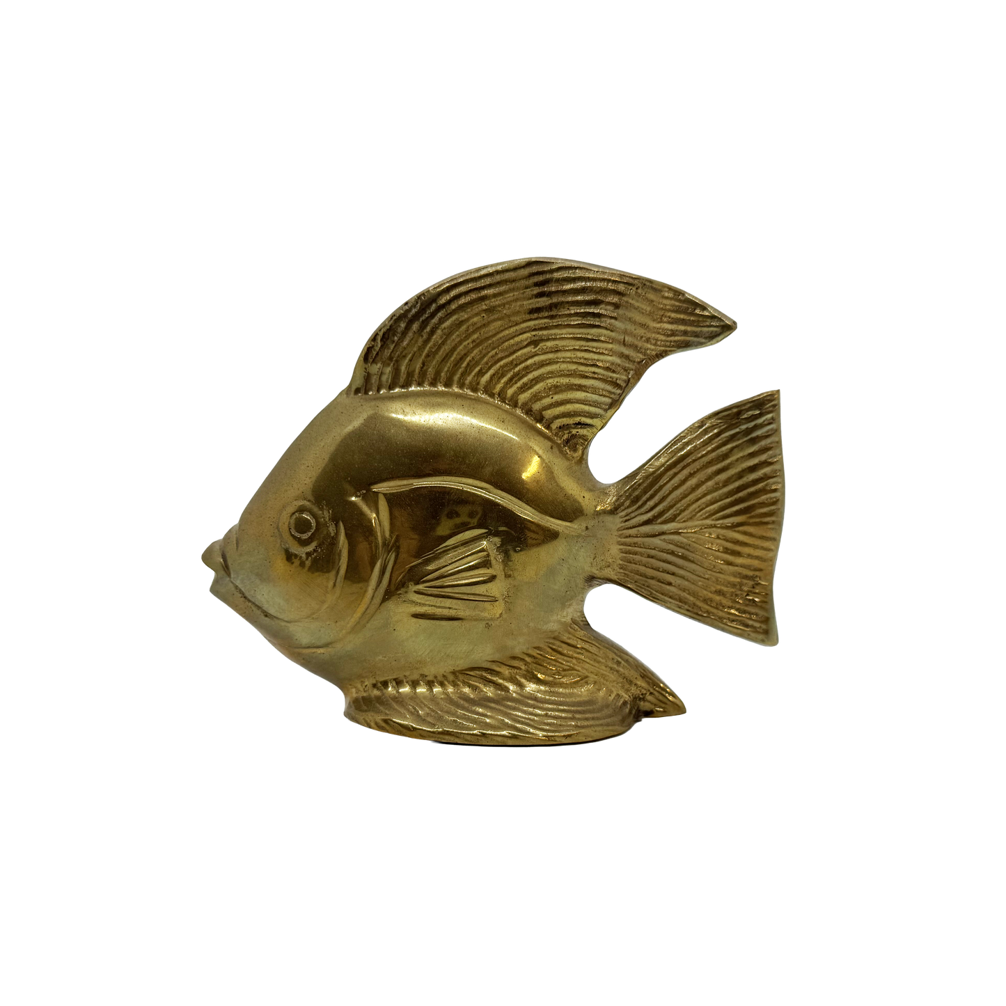 Brass Angelfish - front
