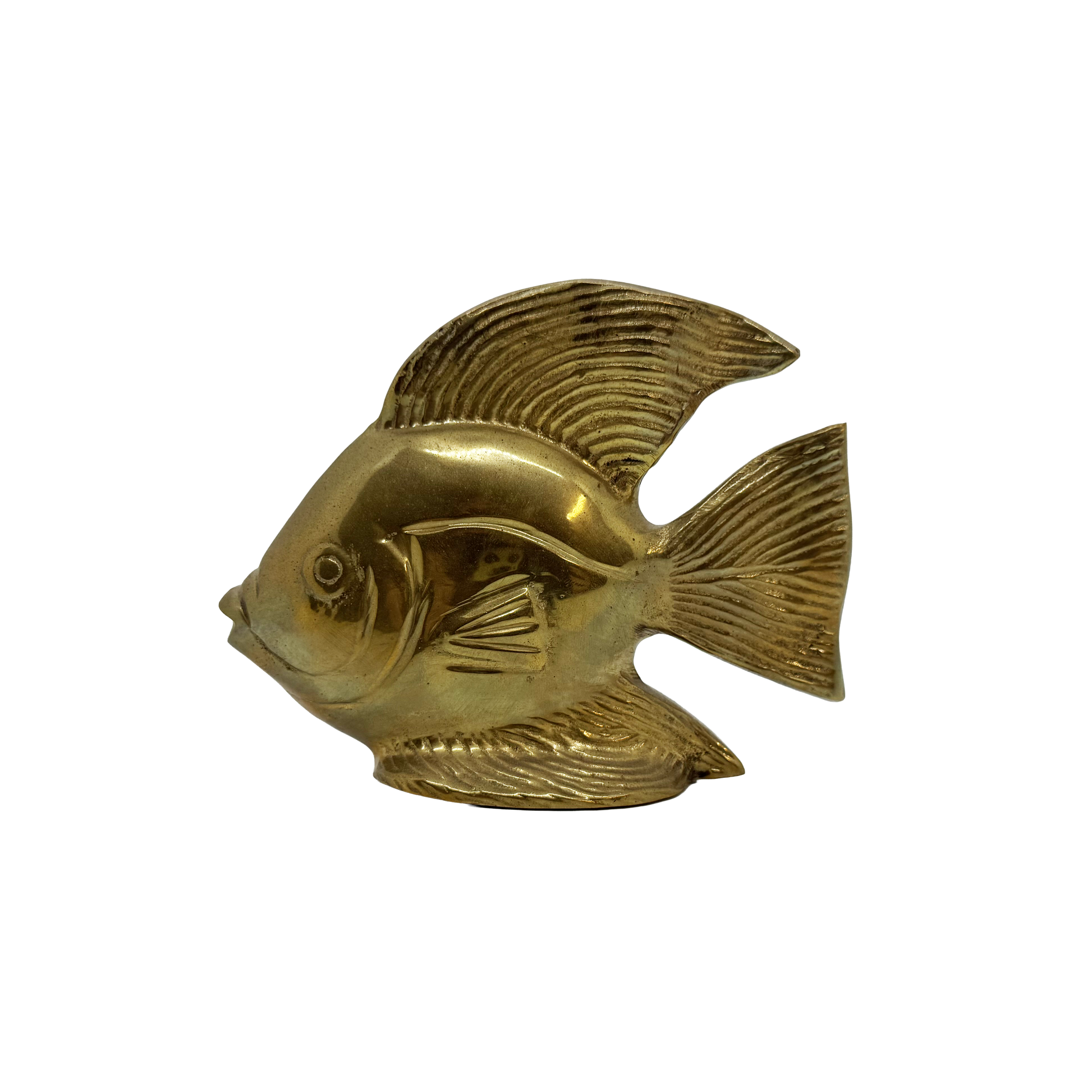Brass Angelfish - front