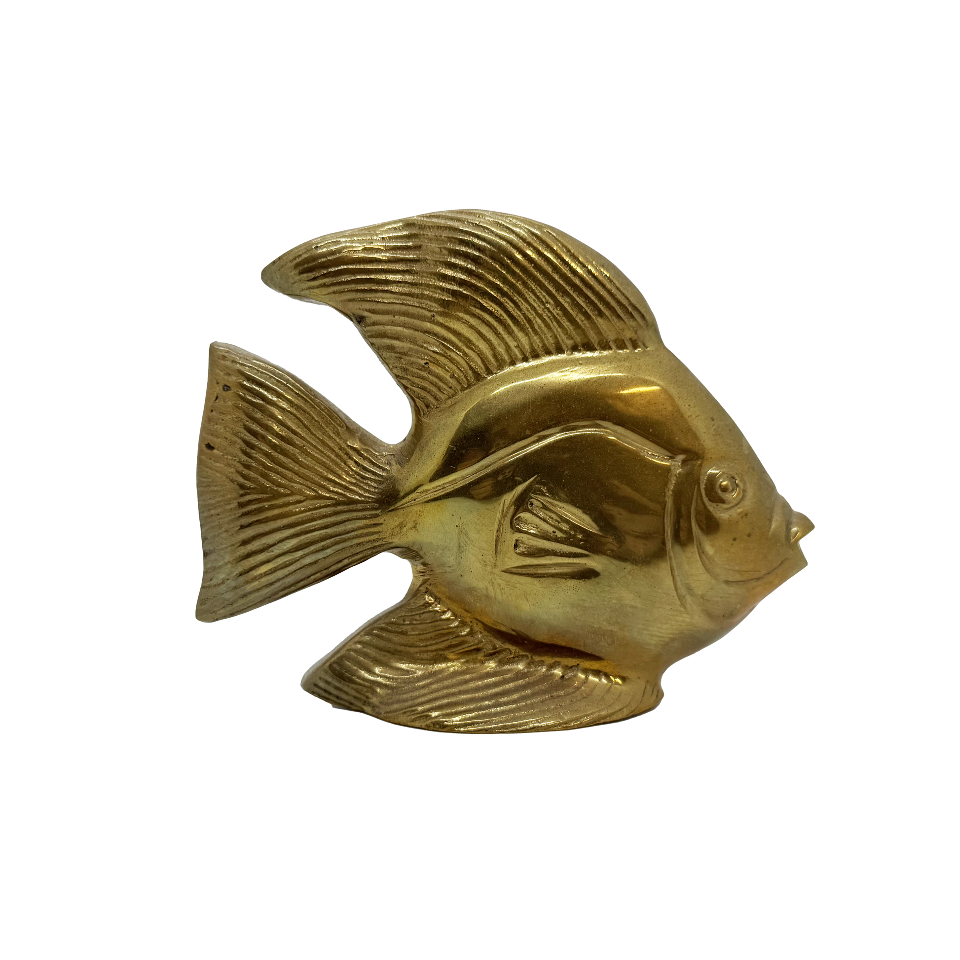 Brass Angelfish - front