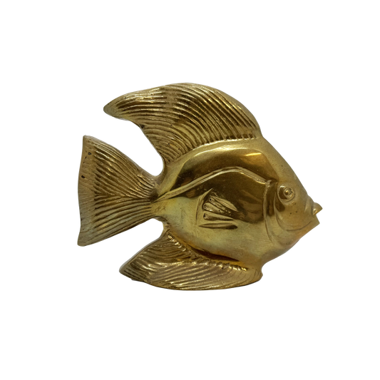 Brass Angelfish - front